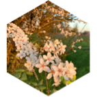 โ๏ธ 20 000 ๐ ๐ Le Printemps ๐ icon