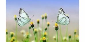 ☘️🦋🍀 6000 🌿 🦋PAPILLON 🦋 logo