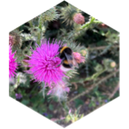 ☘️🐞 Весна 🐝 возвращается быстро 🐝 icon