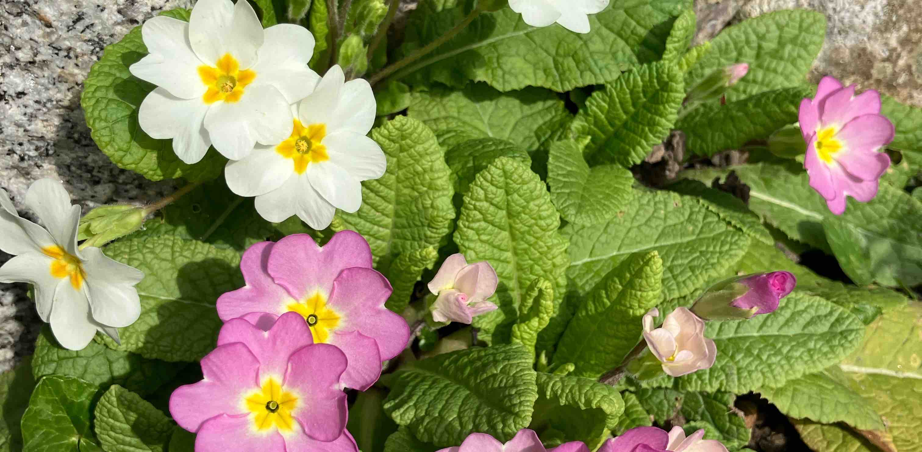 ๐10 000 ๐ธ Vive le PRINTEMPS ๐ logo