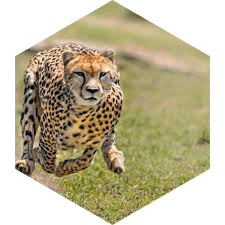 🐆10 000 🦓 Группа вызовов 🐎 icon