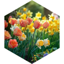 April 20 miles Step Estimate Daily Points icon