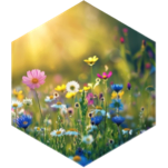 April 5 km Step Estimate Daily Points icon