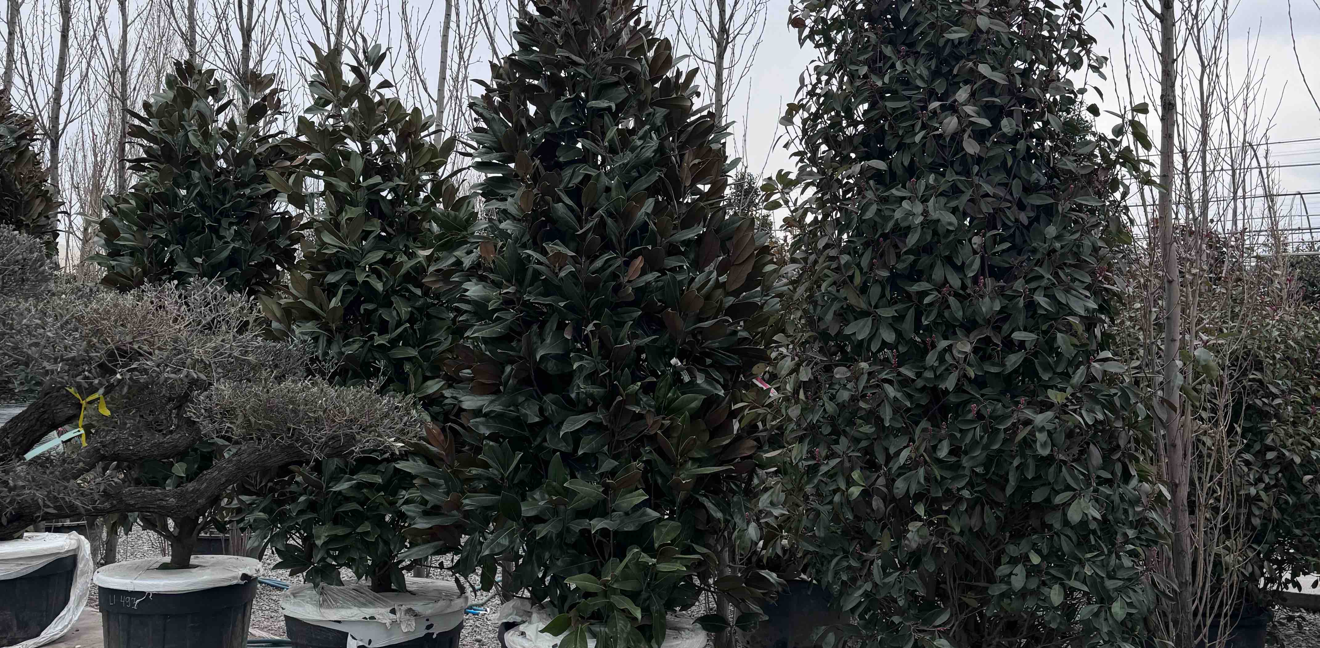 challenge background