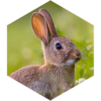 challenge badge