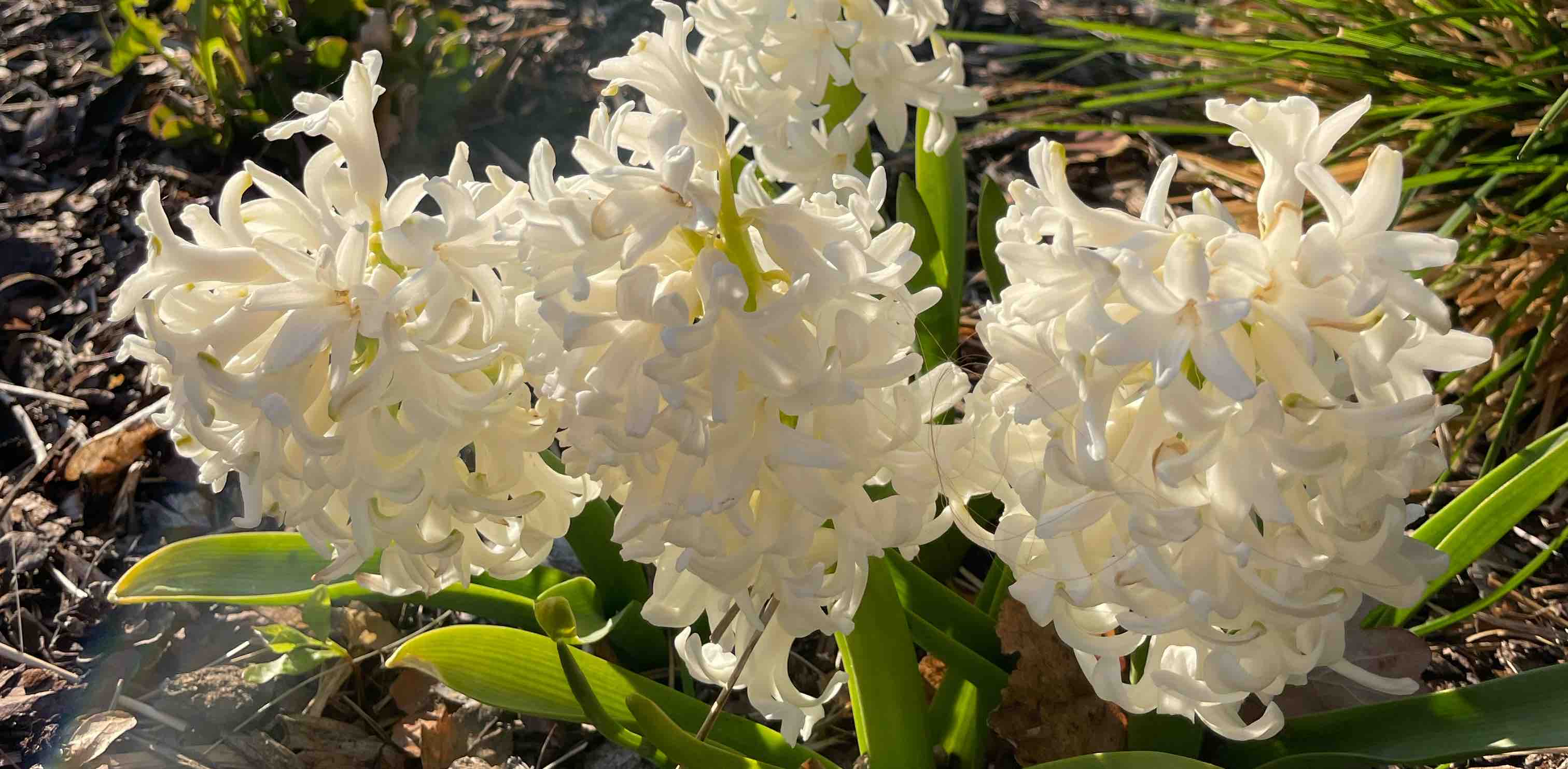 challenge background