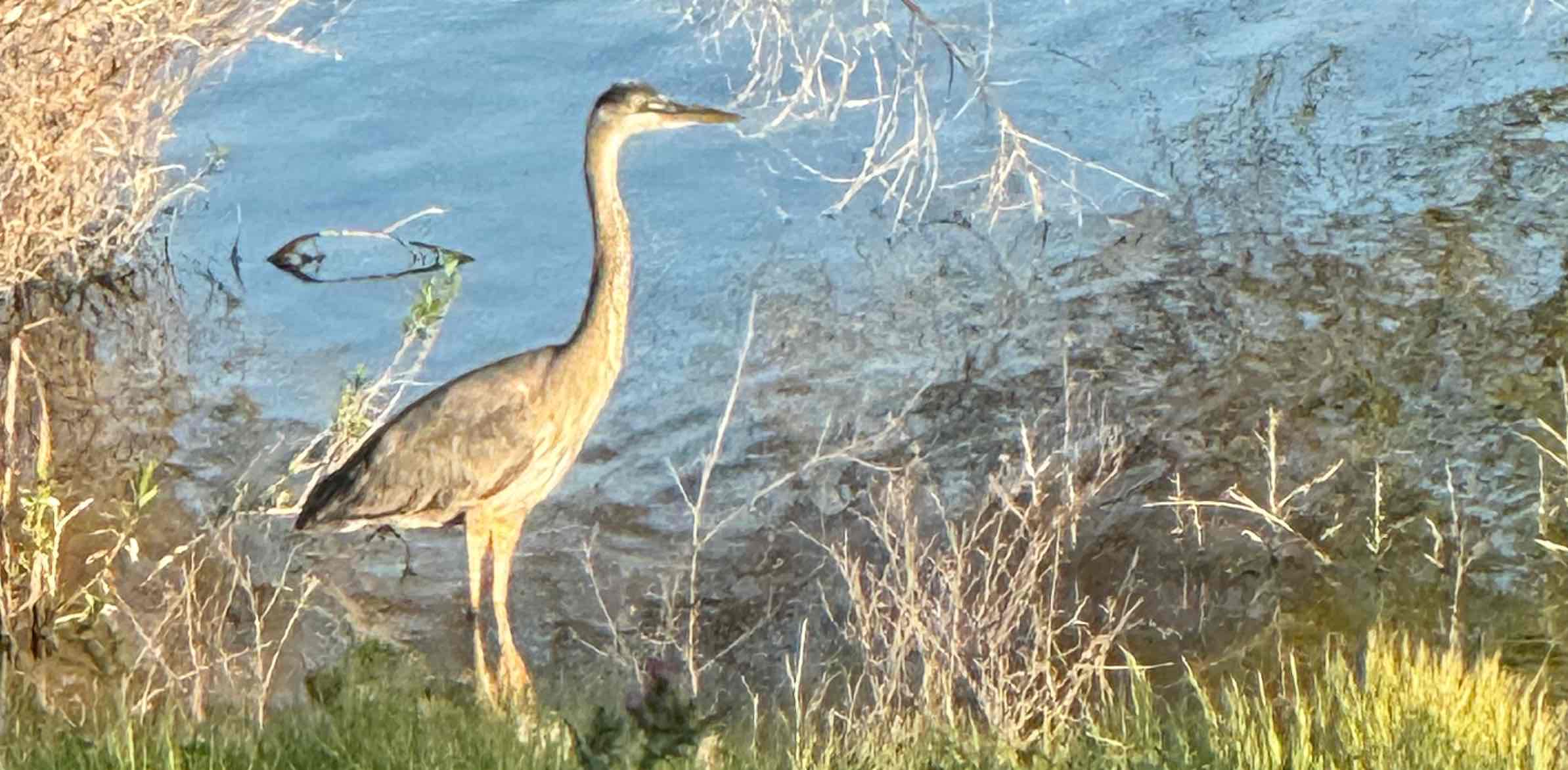 challenge background