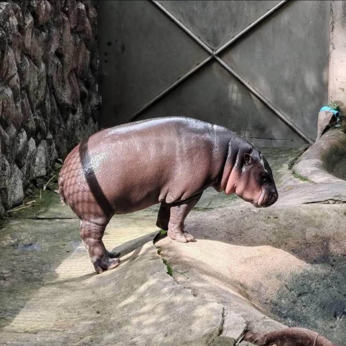 Moo Deng Maniacs logo