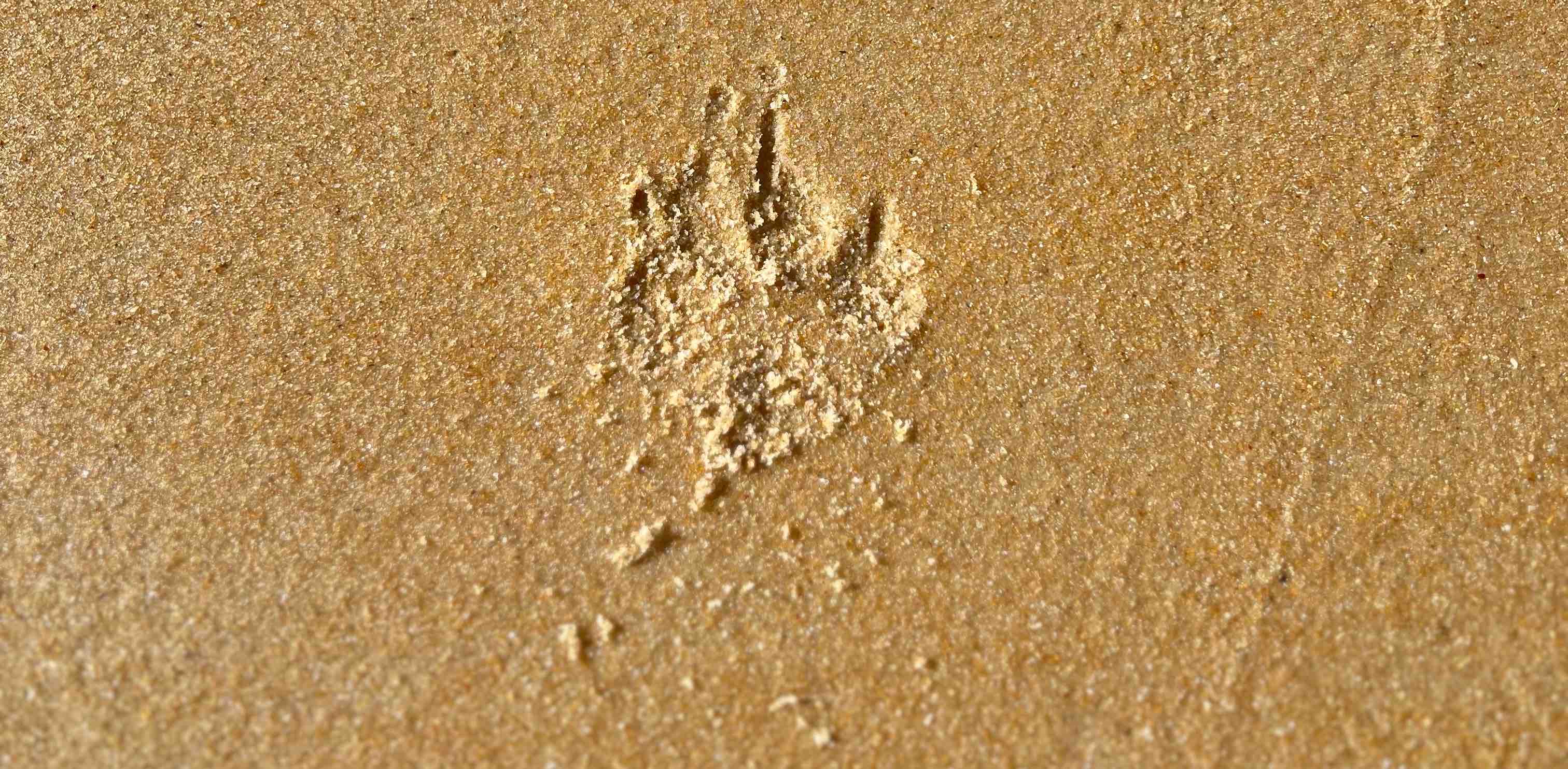 challenge background