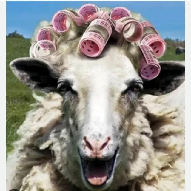 Бодрая Овца logo