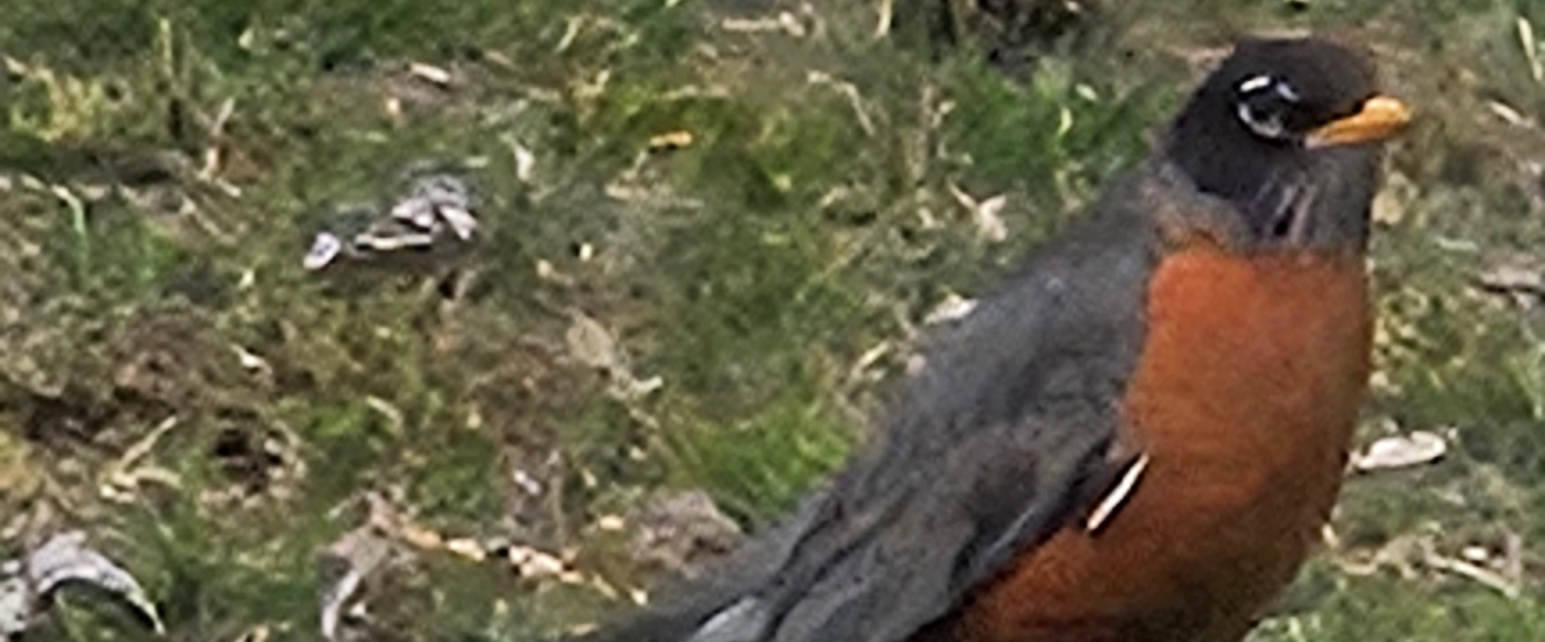 challenge background