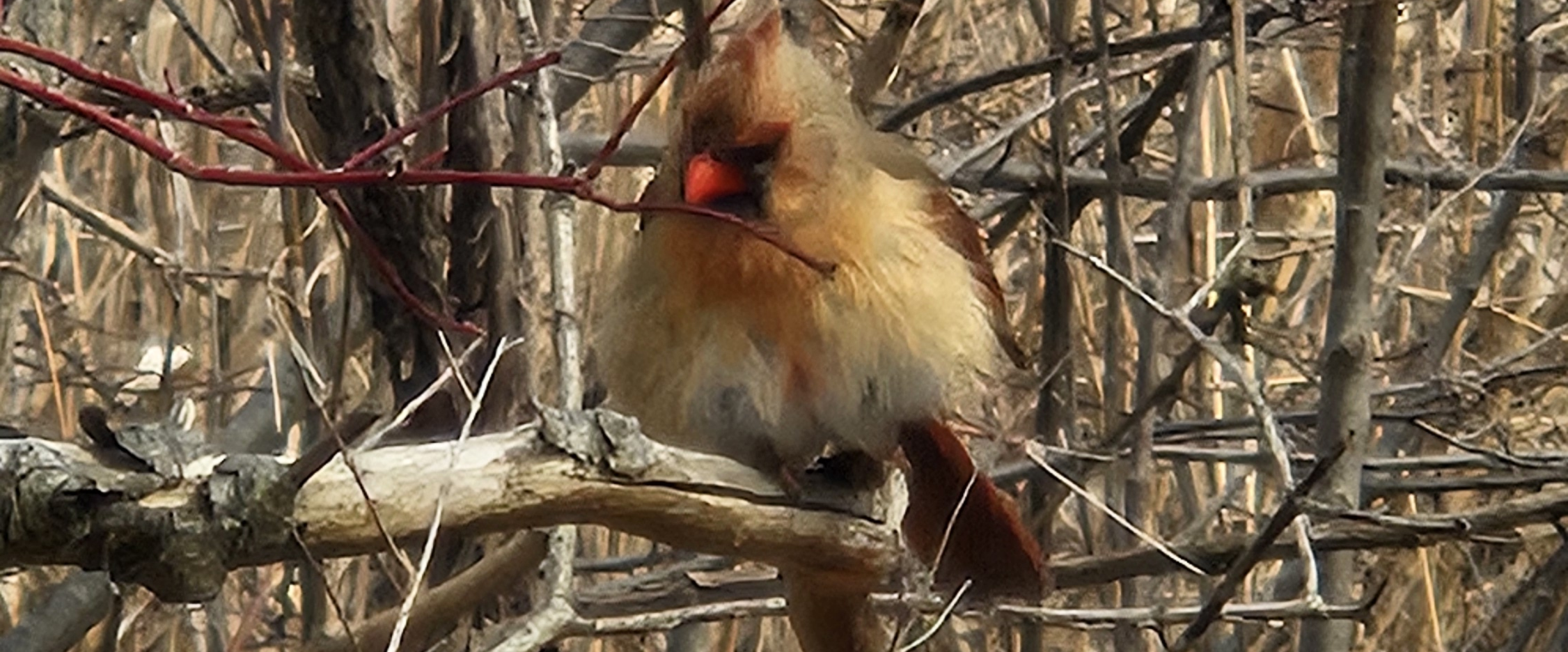 challenge background