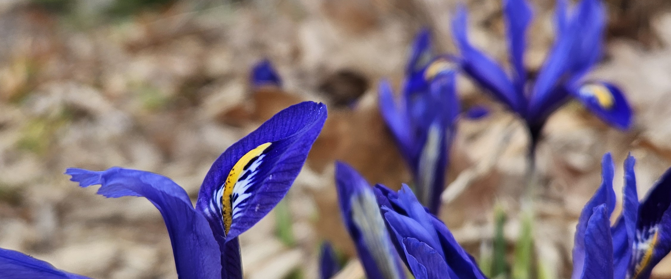 challenge background