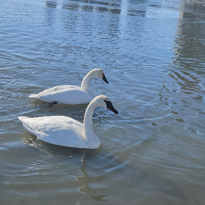 🦢SPRING STEPS🦢 icon