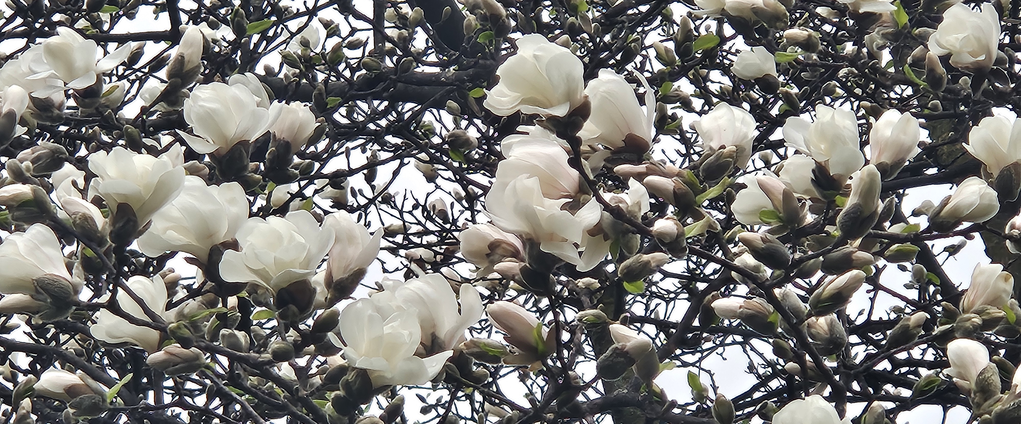 challenge background