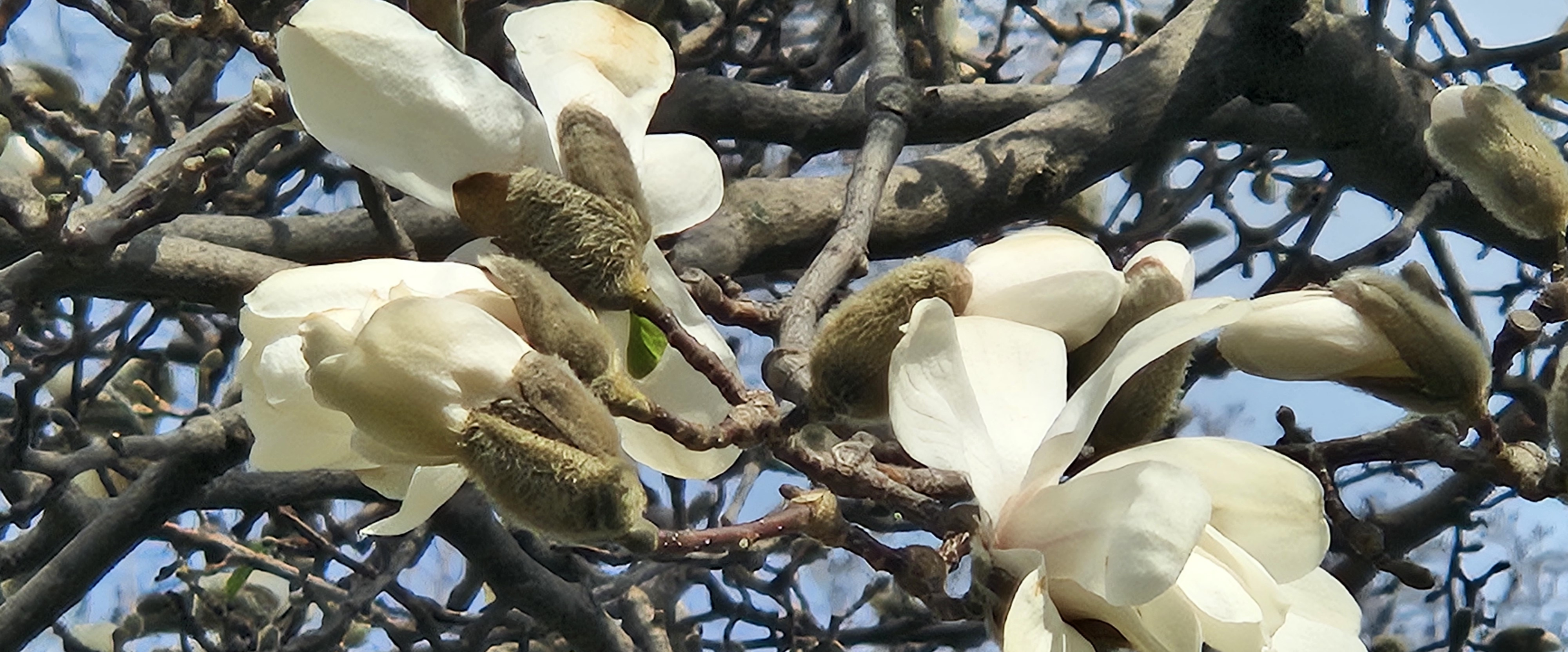 challenge background