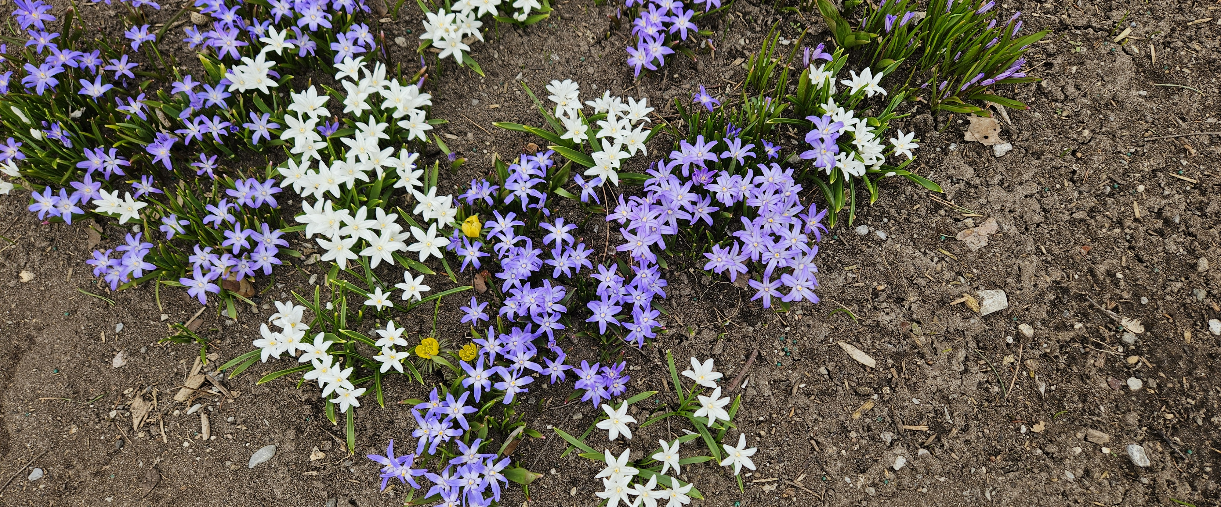 challenge background