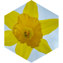 Easter Challenge icon