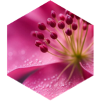 🌸Spring Steps🌸 icon