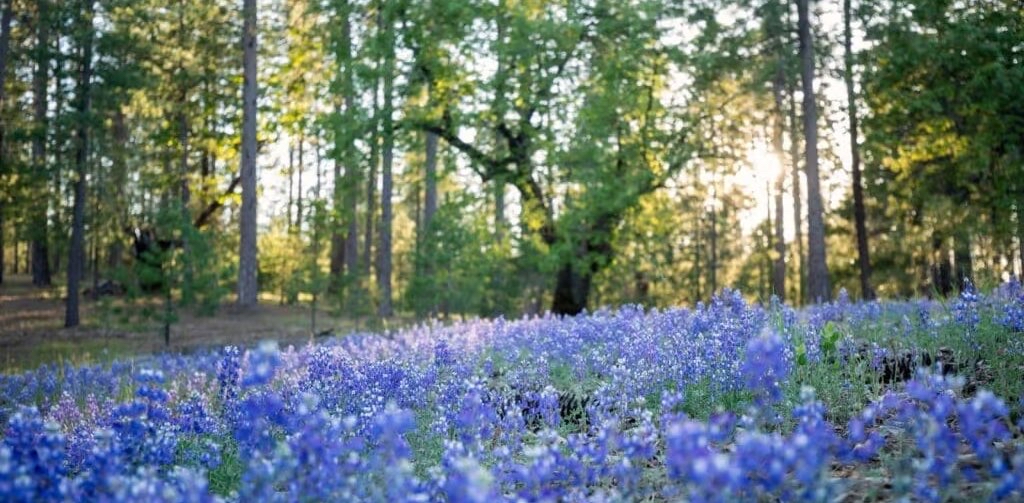 challenge background