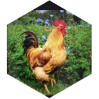 🐓 La Joie & la Bonne Humeur 🐓 😺Vous invite🥾10 icon