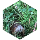 ๐ 6000 ๐ฆ NATURE ๐๐ฆฆ icon