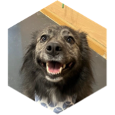 Spring step challenge icon