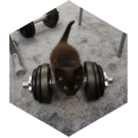 Sporty cats💪👣 icon