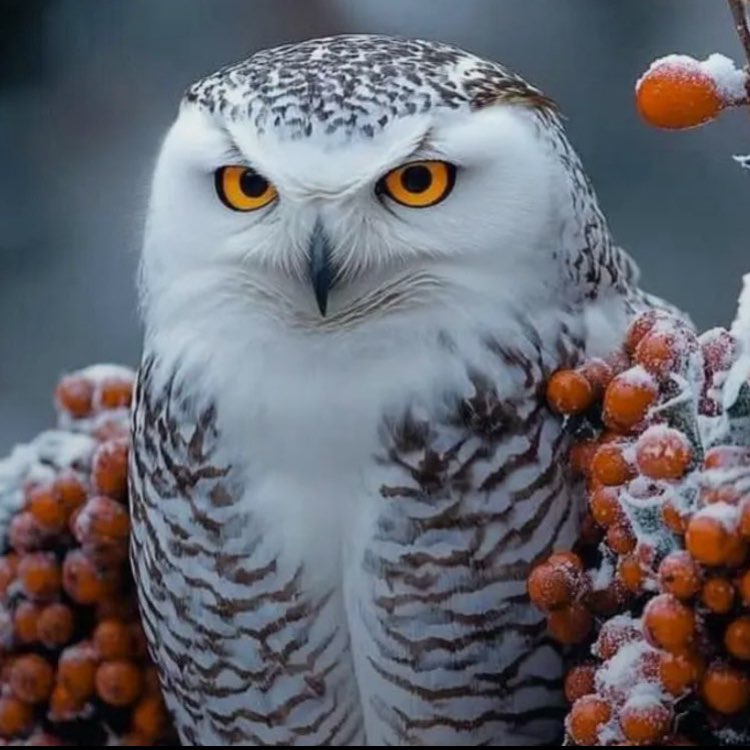 Walkers of the World logo