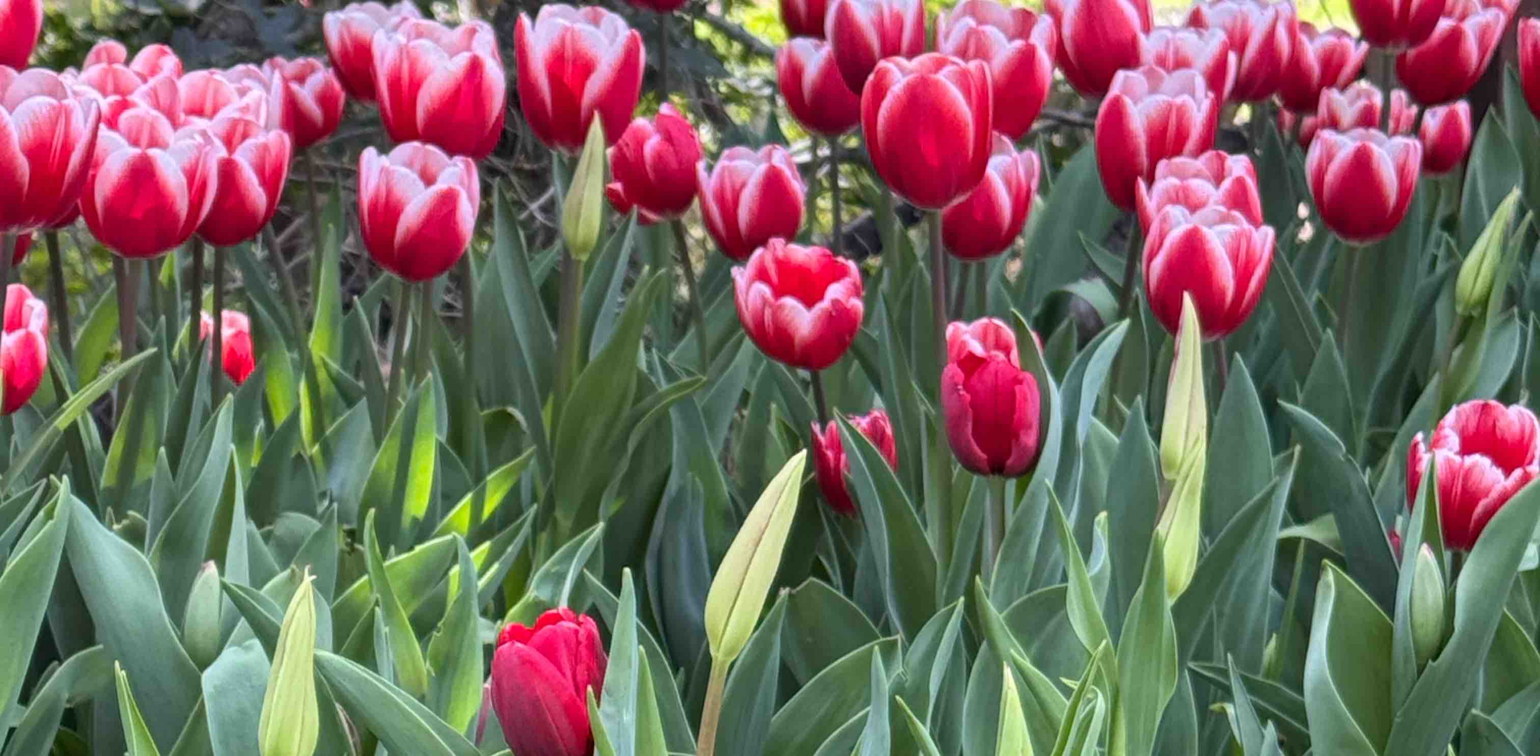 challenge background