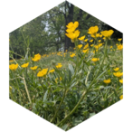 May Day / May Flowers Challenge icon