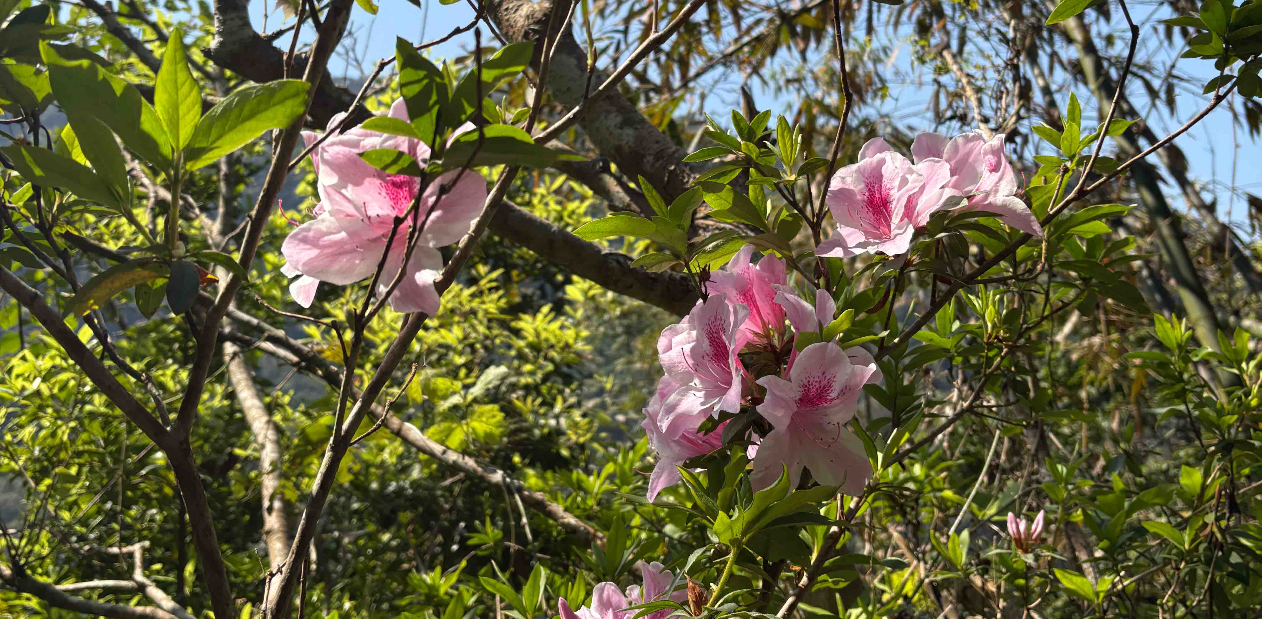 challenge background