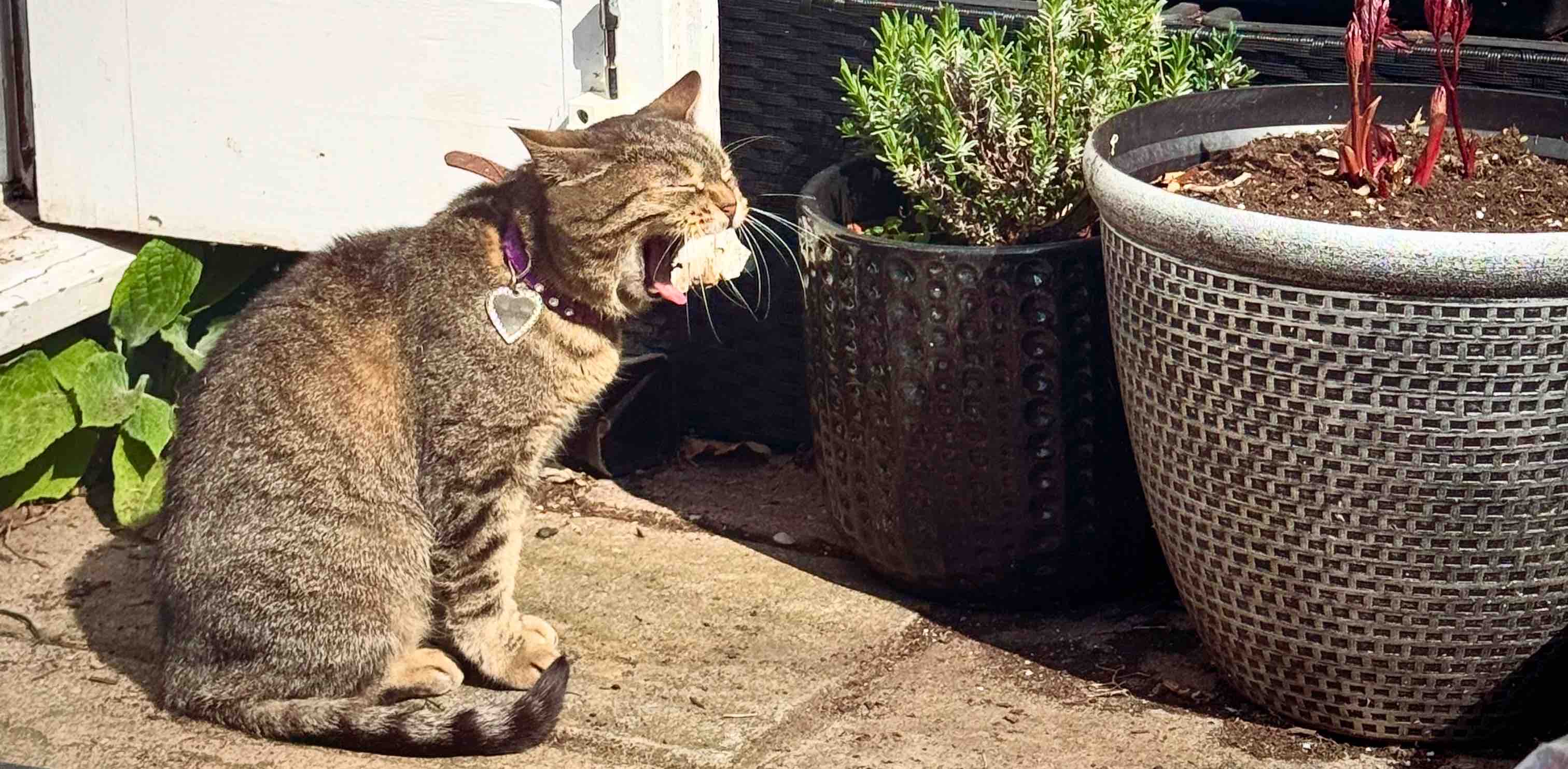 challenge background