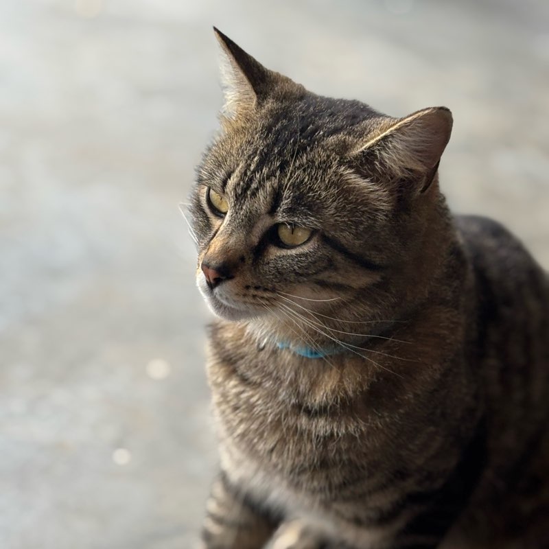 The one of a kinds logo