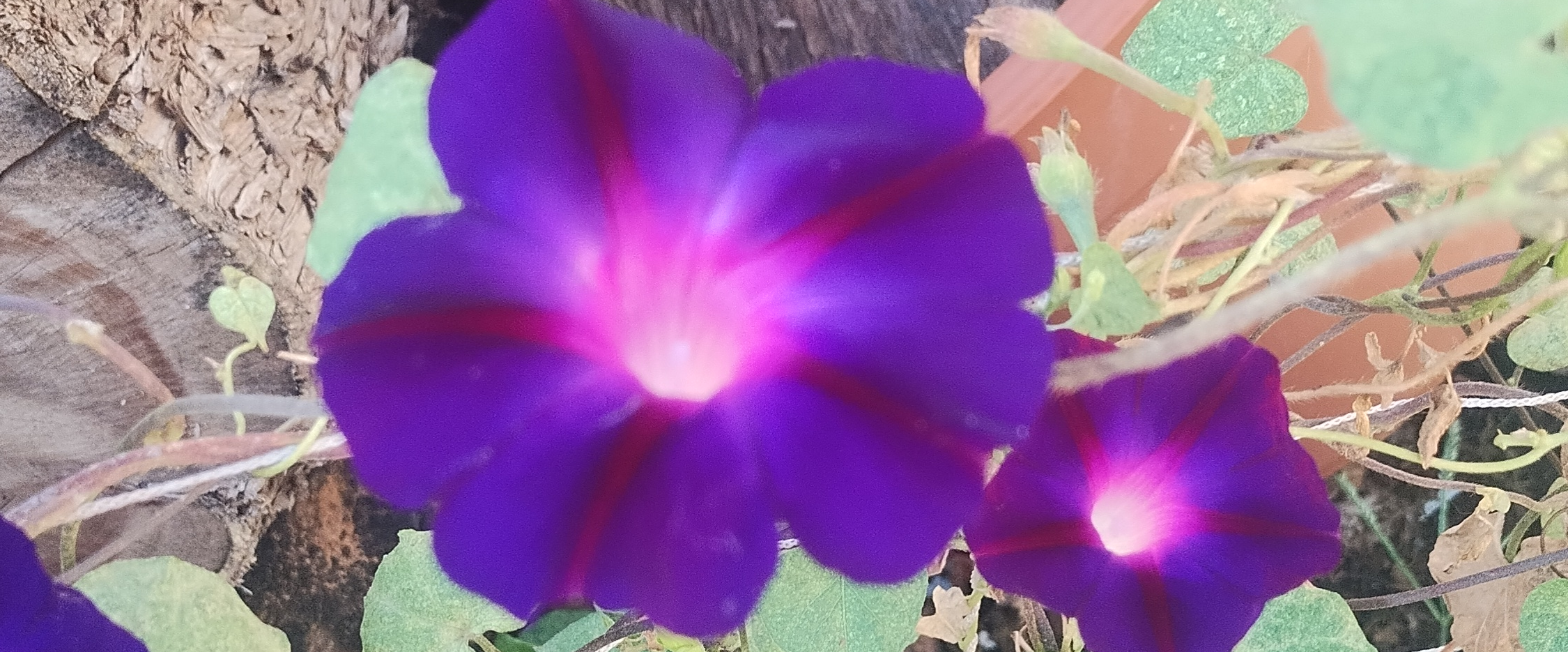 challenge background