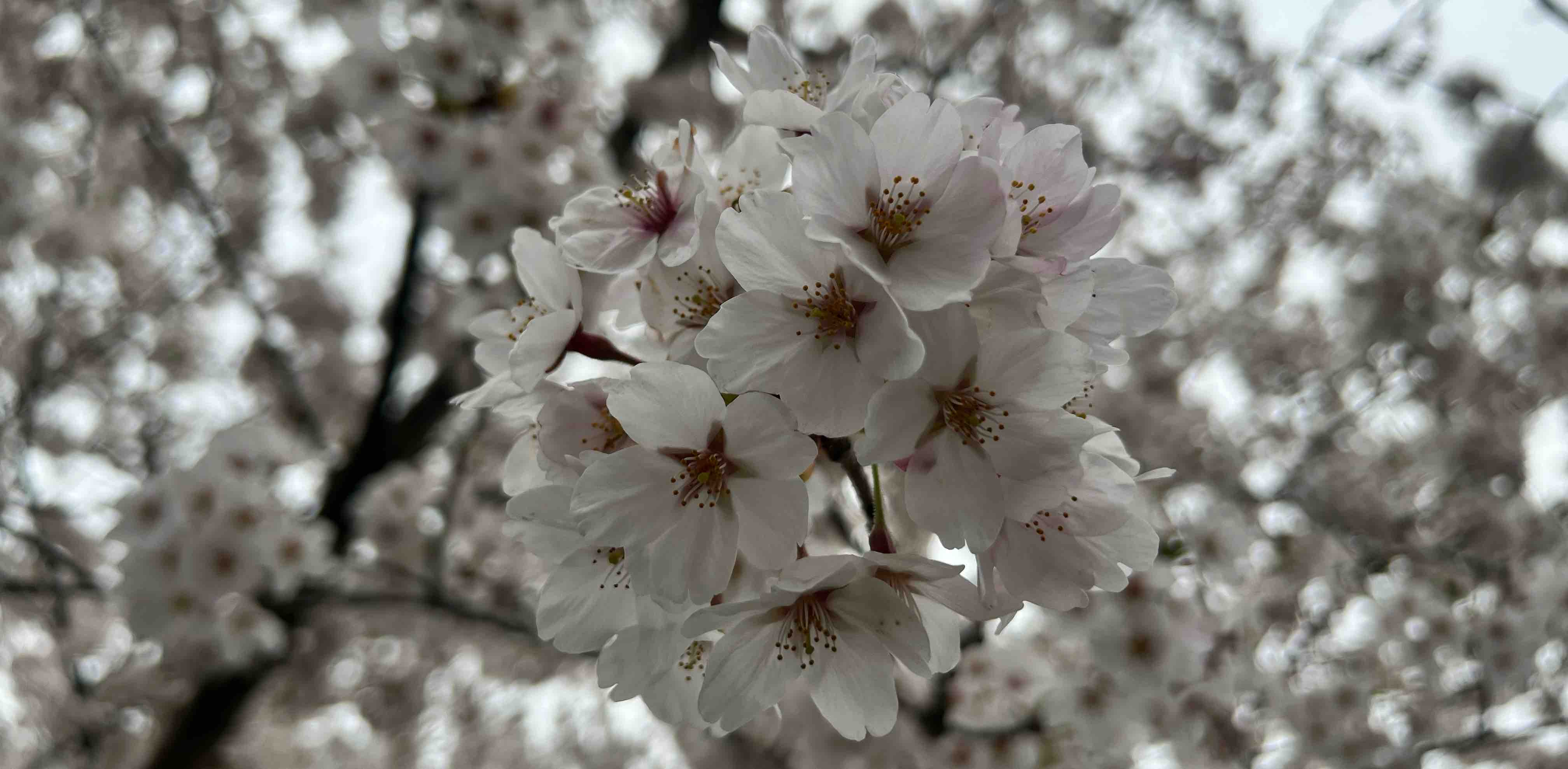 challenge background