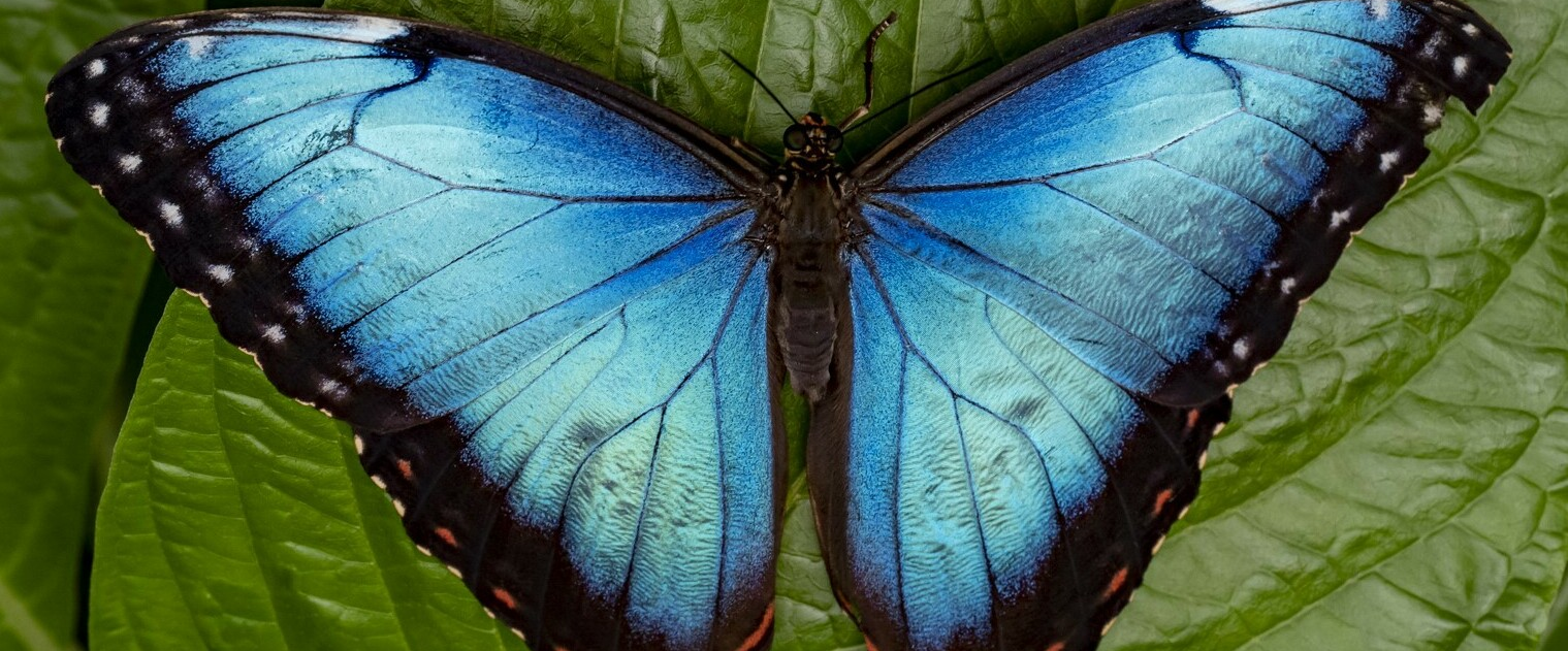 challenge background