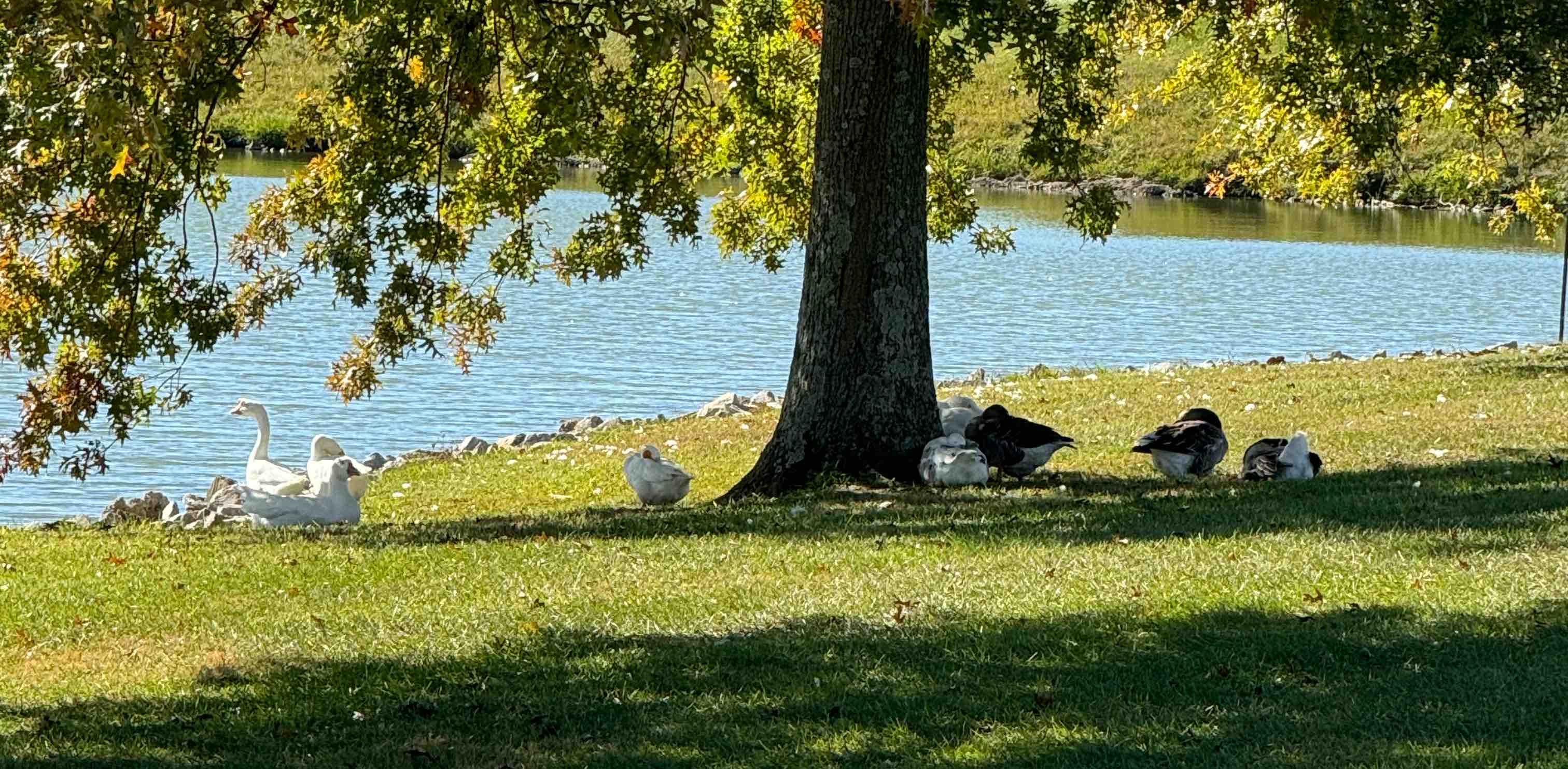 challenge background