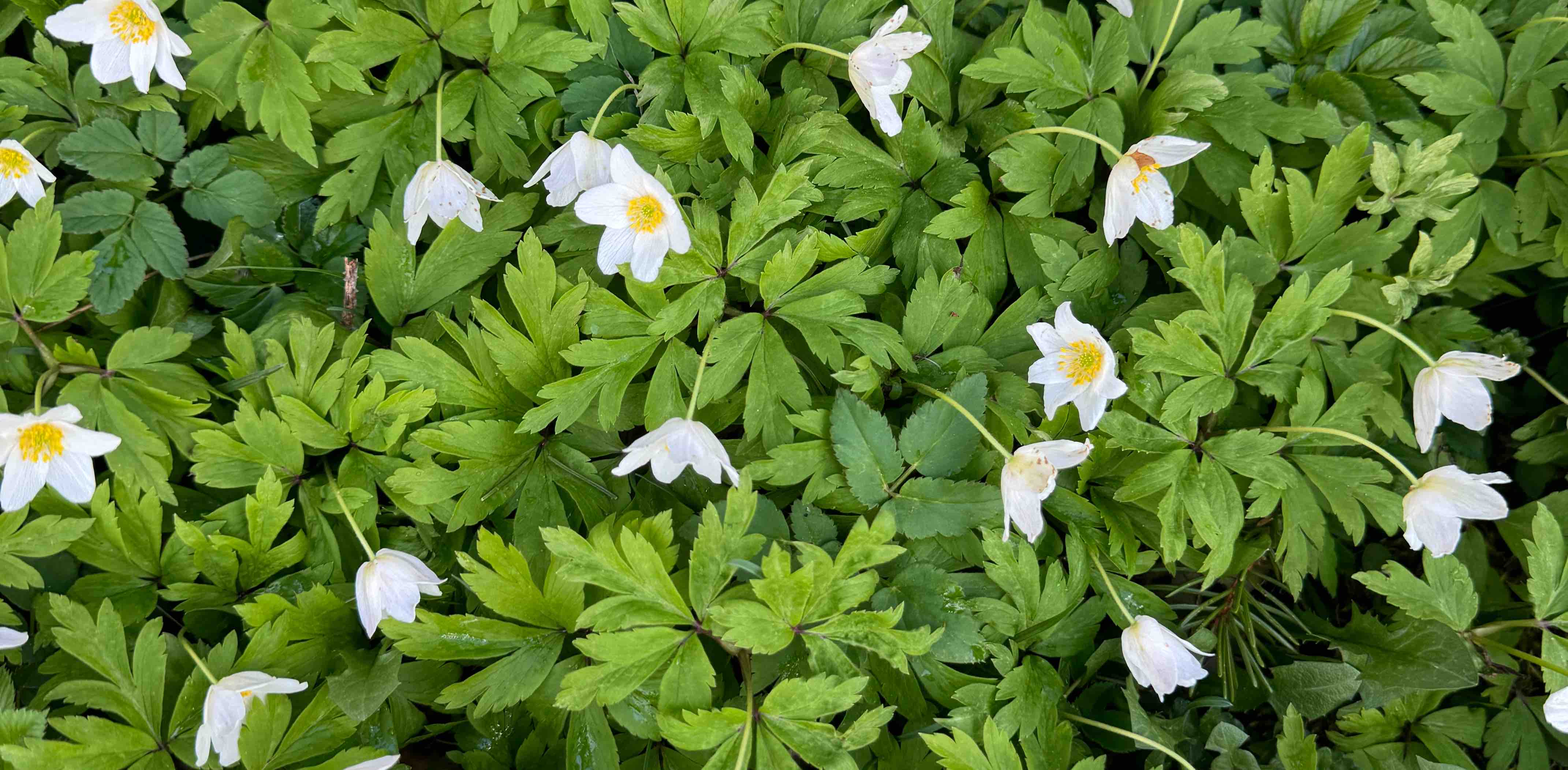 challenge background