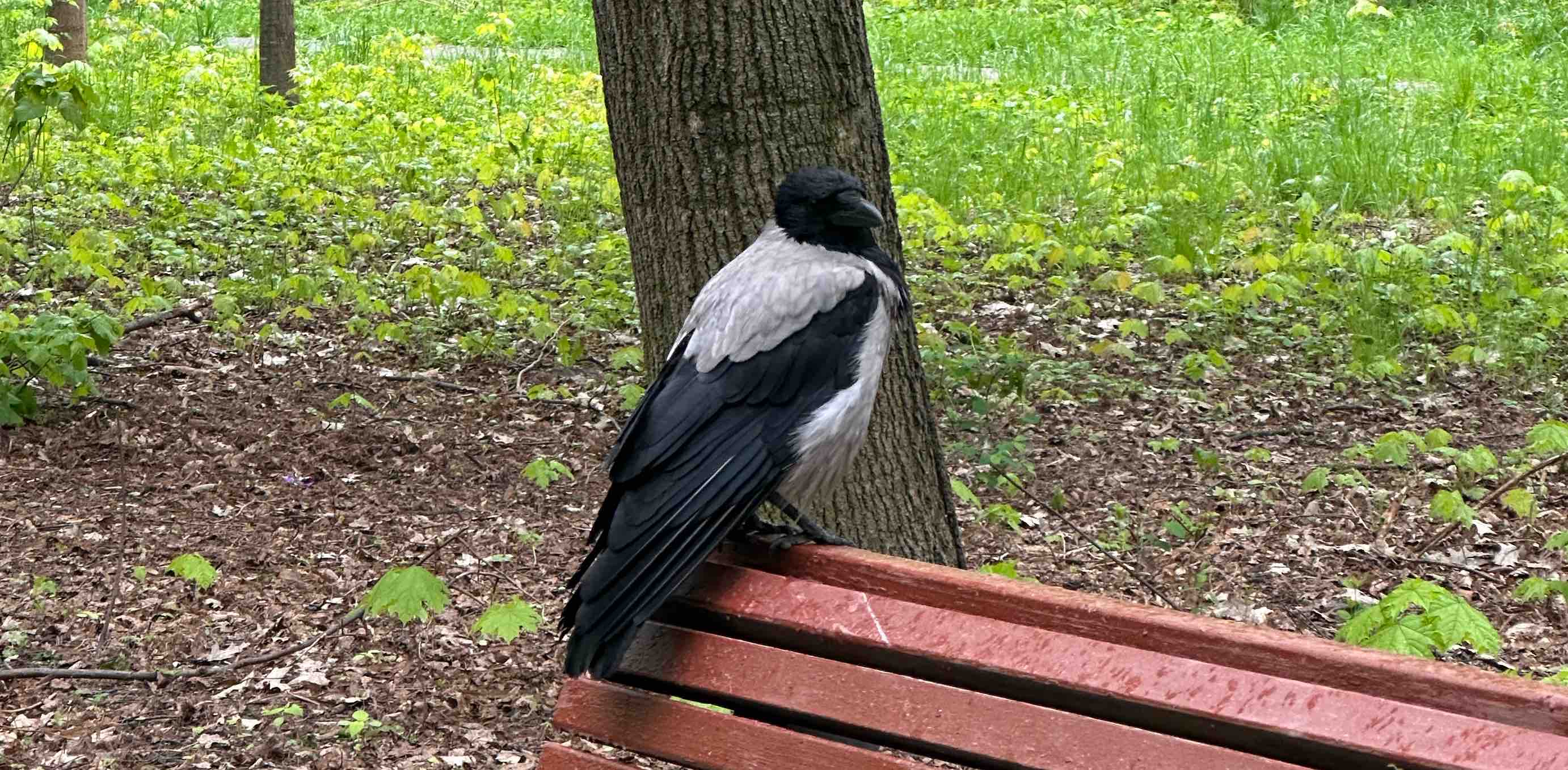 challenge background