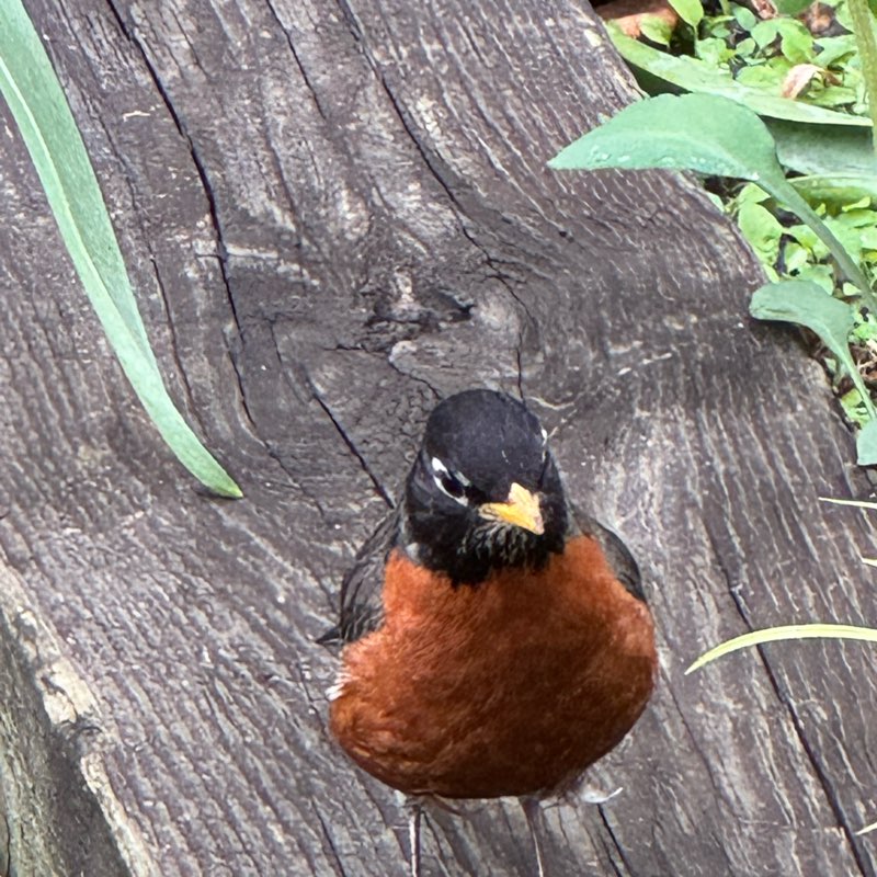 Nriva Global Walking logo