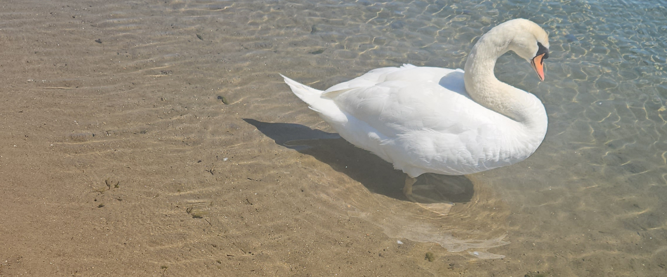 challenge background