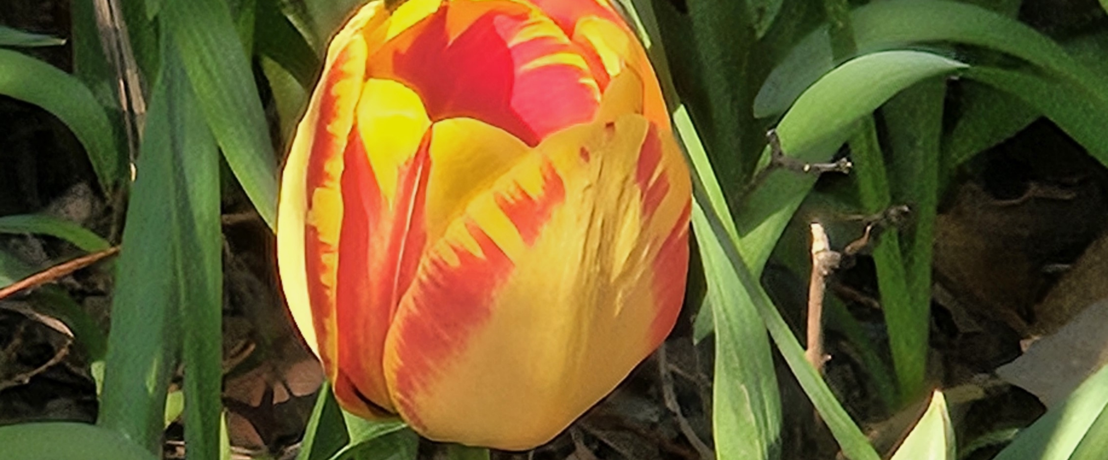 challenge background