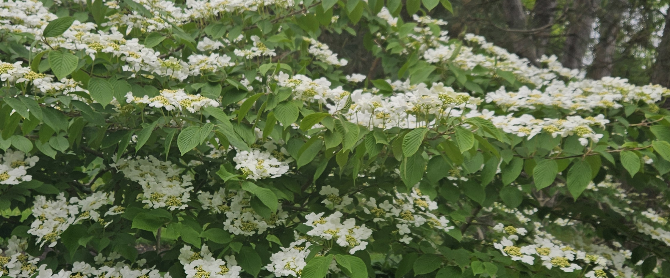 challenge background