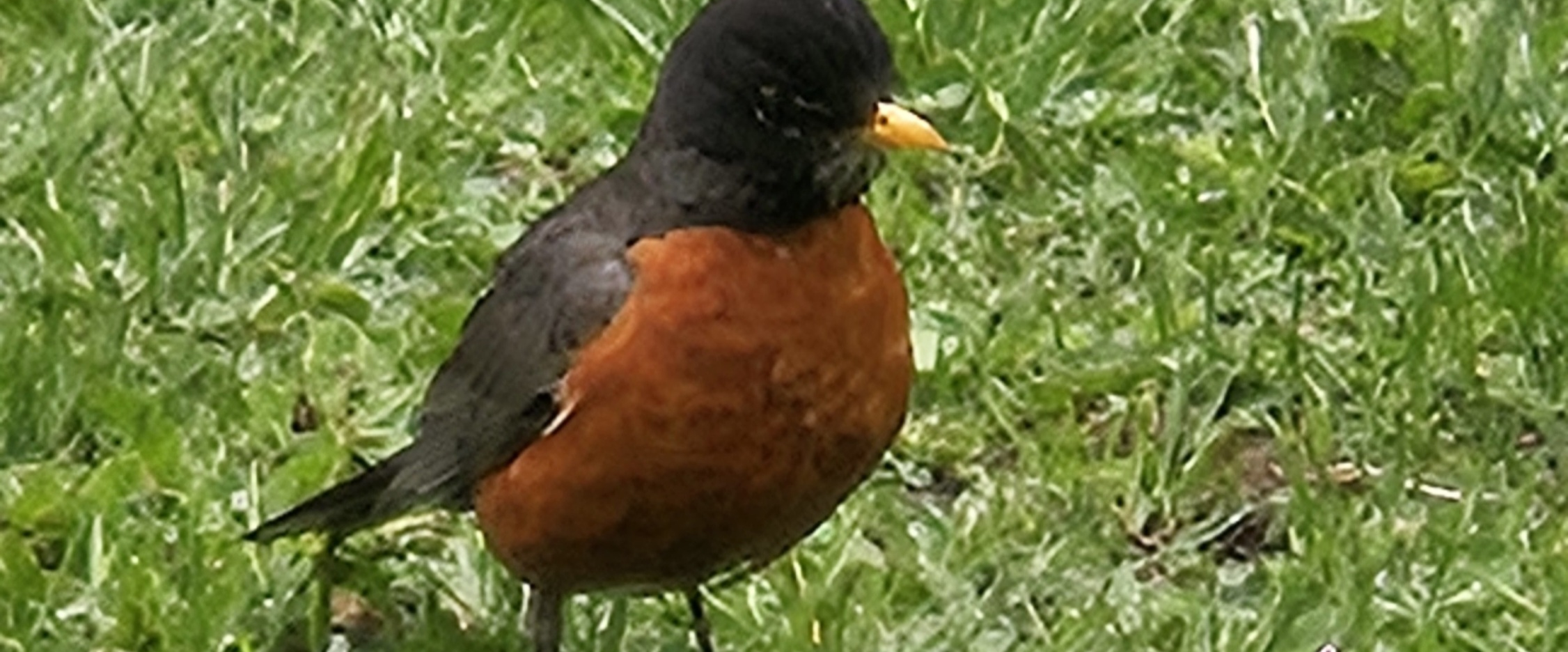 challenge background