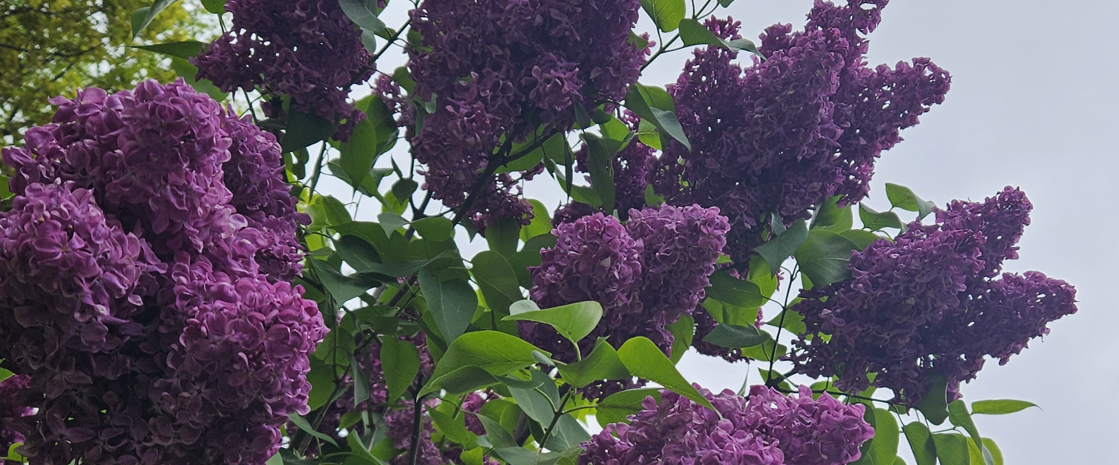 challenge background