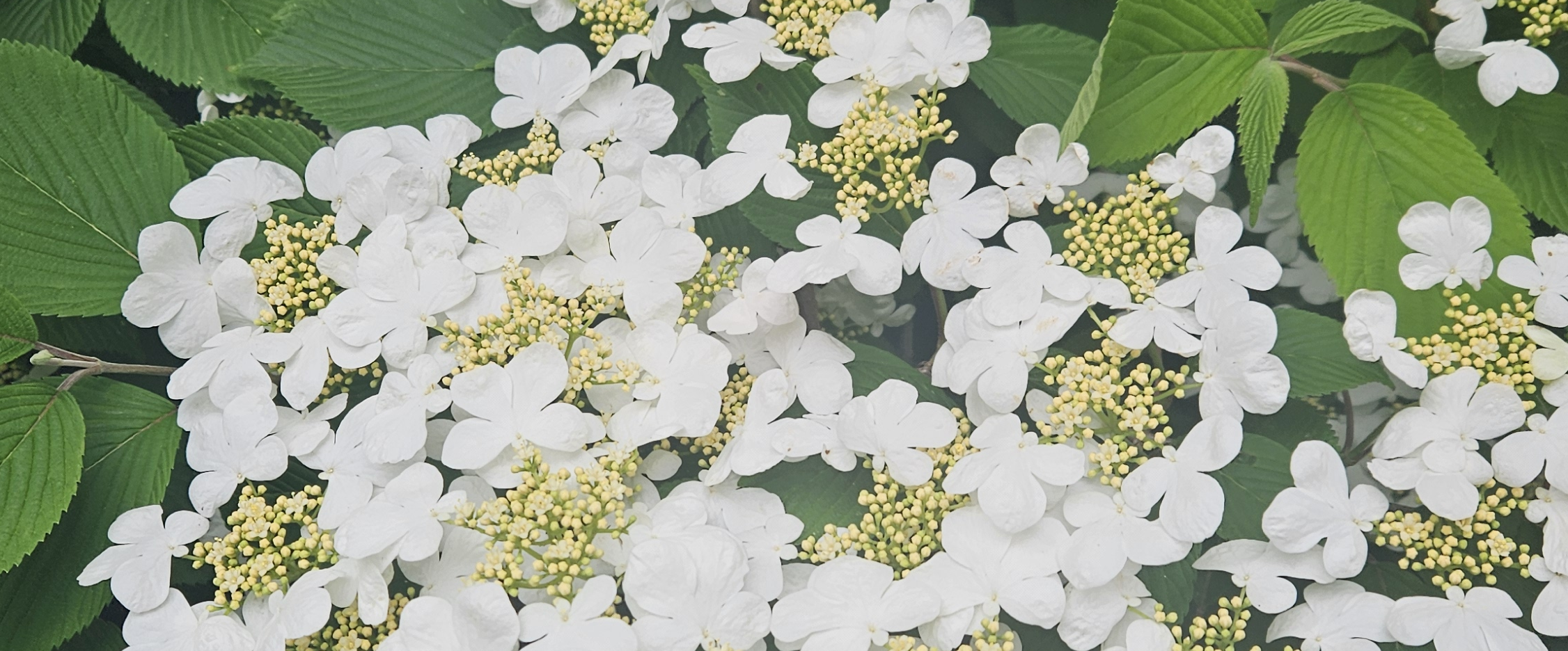 challenge background