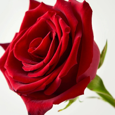 🌹JUNE FLOWER🌹 icon