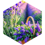 May Flowers Spring Step Challenge icon
