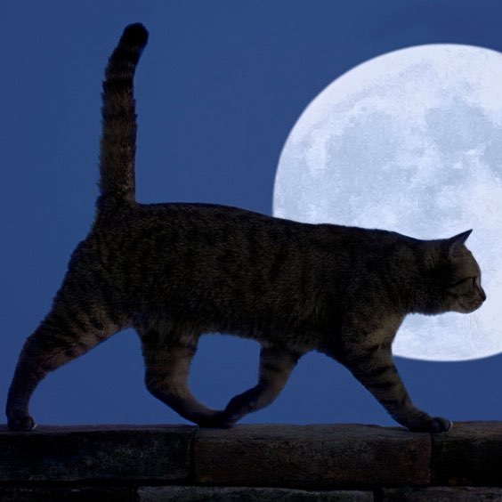 Шагающие котики 🐈 logo